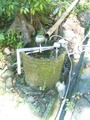 柳水庵の水
