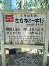 左右内の一本杉