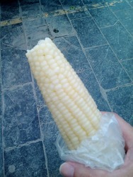 トウモロコシ
