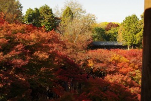 渓谷のカエデと偃月橋