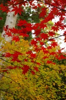 京都も紅葉(銀閣寺)