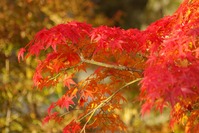 円山公園の紅葉