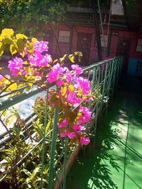 bugenvilla