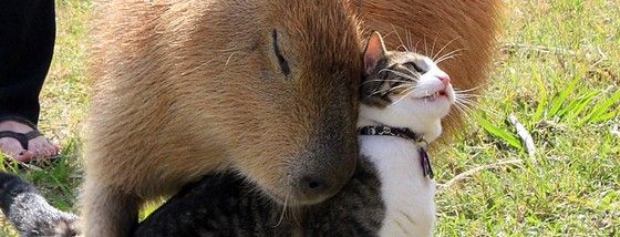 カピバラさんは誰とでも仲良くなり誰をも癒す