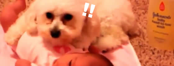 ワンコは使命感を持って頑張っているのだ。