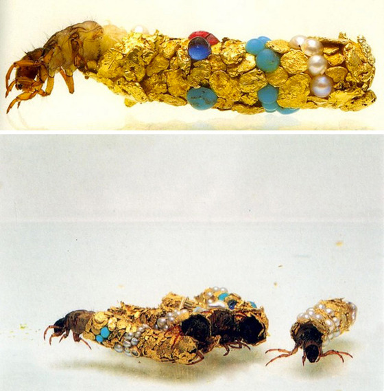金色に輝くトビケラの幼虫11