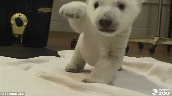 sirokuma2