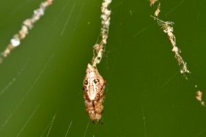 新種のクモを発見!4