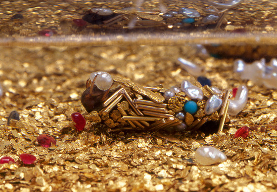 金色に輝くトビケラの幼虫1