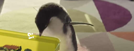 ペンギンと仲良しの少年がクリスマスに
