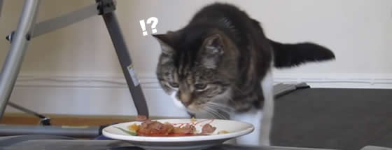 美味しそうなご飯があるニャ