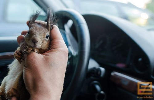 超キュートなリスは飼ってみたくなるレベル10