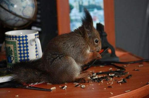 超キュートなリスは飼ってみたくなるレベル5