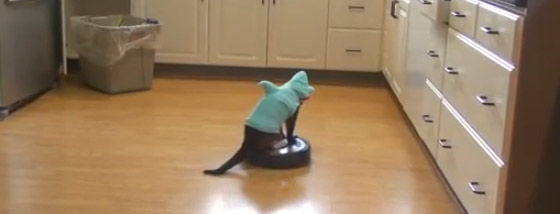 鮫猫がルンバに乗ってる姿が実にシュール