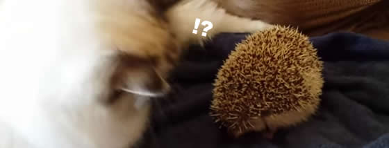 トゲトゲ痛いとわかっているはずなのに
