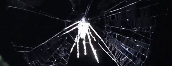 新種のクモを発見!1