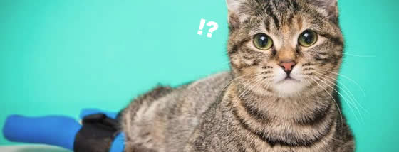 義足の猫の驚異的な階段を降りる方法