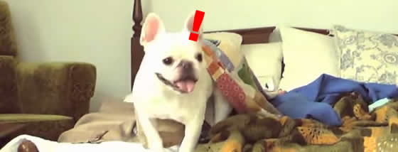 ワンちゃんの楽しい留守番