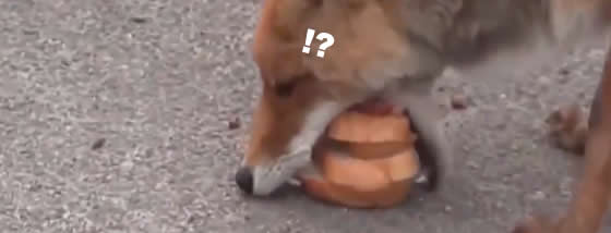 狐は落ちているパンとソーセージを5段重ねのサンドイッチにする