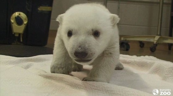 sirokuma1