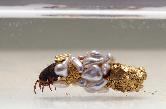 金色に輝くトビケラの幼虫4