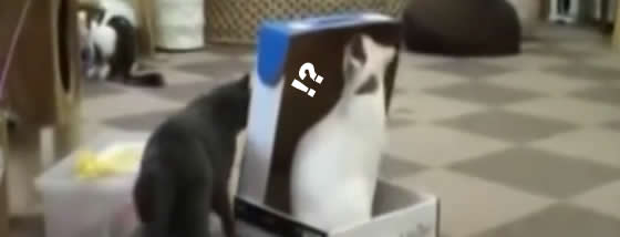 いじめっこ猫ちゃん、箱の中の猫ちゃんを閉じ込める