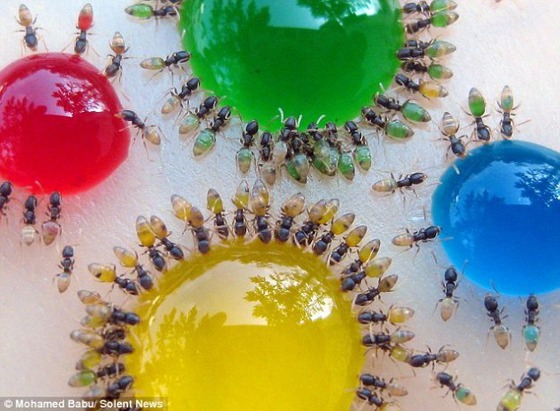 rainbow-ants-badu-1