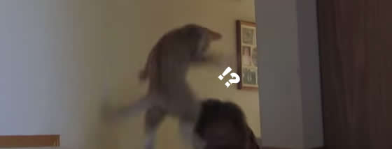 猫以上に楽しんでいる飼い主