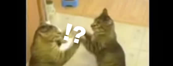 猫パンチの応酬がまるで合わせ鏡のよう