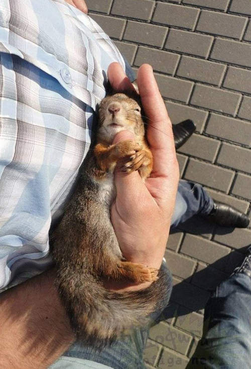 超キュートなリスは飼ってみたくなるレベル18