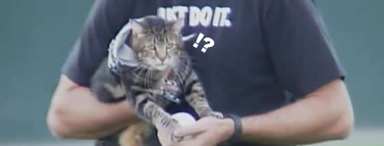 猛犬から子供を救いだして英雄となった猫が何と始球式に登場