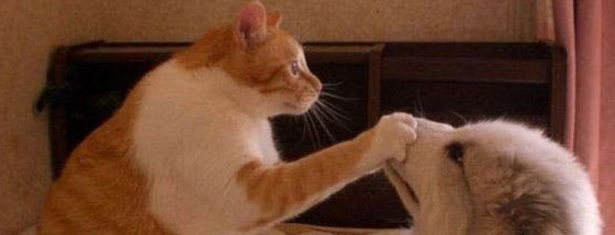 猫は静かにしろと手を置いてくる