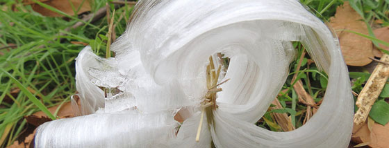 霜の花:自然が氷を押し出して優美な花を成形