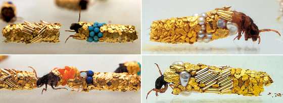 金色に輝くトビケラの幼虫12