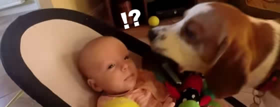 赤ちゃんの玩具を取って泣かせた犬は謝罪をする