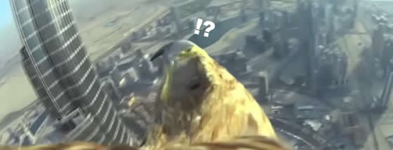 鳥になりたいと心底思った