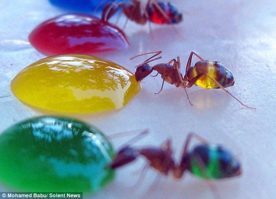 rainbow-ants-badu-3
