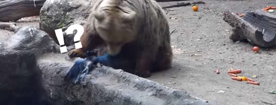熊が溺れているカラスを救う奇跡