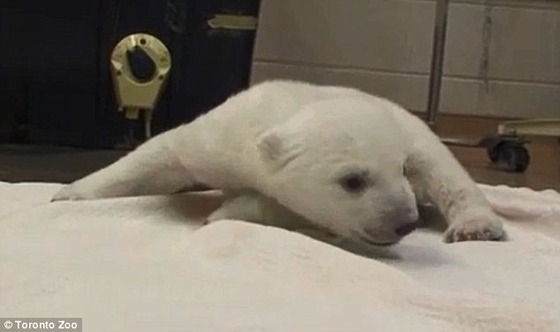 sirokuma4
