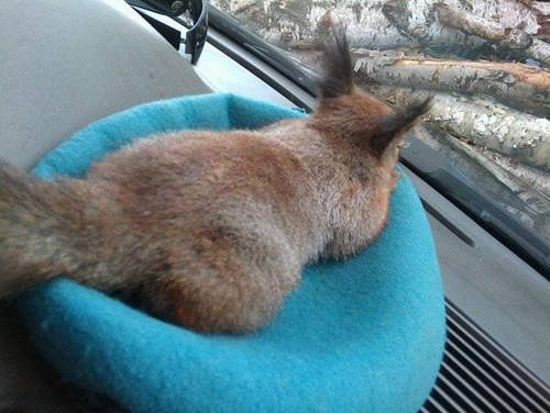 超キュートなリスは飼ってみたくなるレベル12
