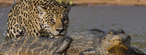 ジャガーがワニの背後から襲いかかる