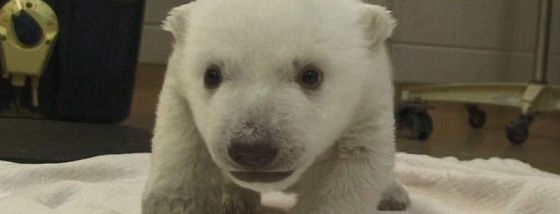 sirokuma