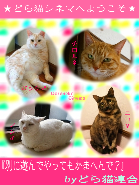 どら猫