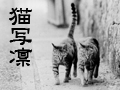 猫写凛