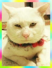 ノン様