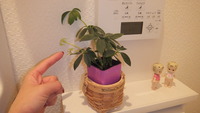 DSCF2684
