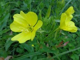 DSC00043