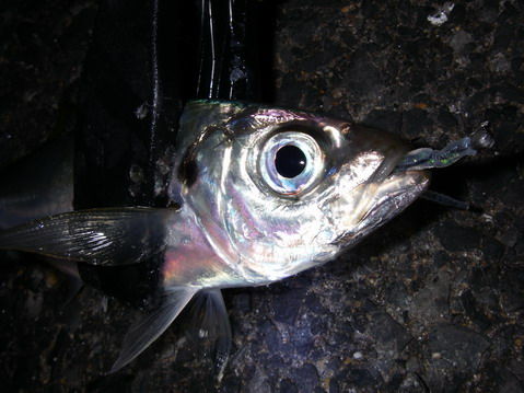 IMGP7436