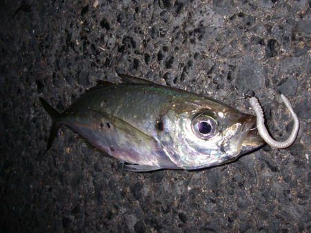 IMGP6740