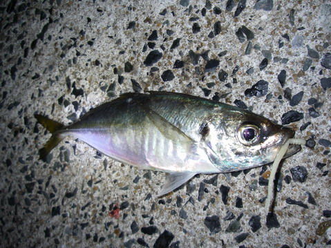 IMGP7252